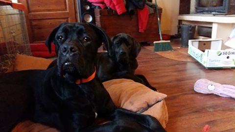 Arsen przypomina się do adopcji